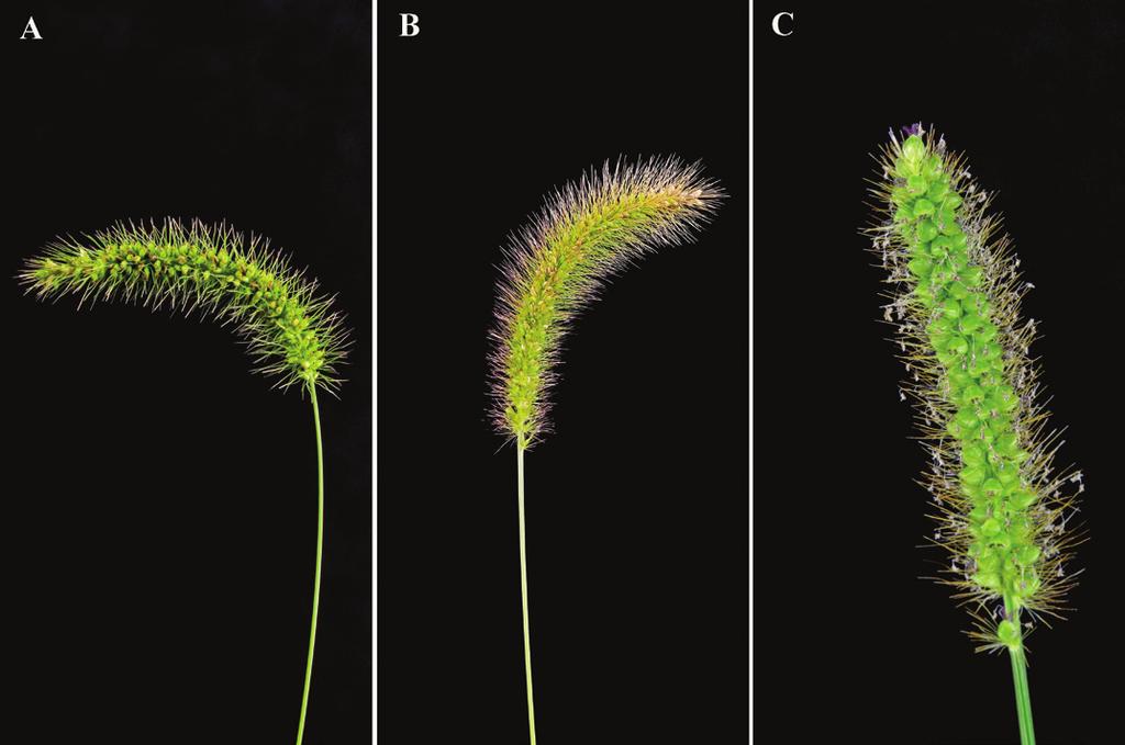 The four foxtail species mentioned above have several characteristics in common during their early growth stages; however, they can be identified by the distribution of hairs on their leaves and by