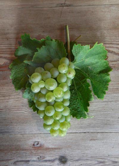 Spotlight on Sauvignon Blanc Sauvignon Blanc is one of the most widely planted and consumed cultivars both in South Africa and globally so much so that May 17 has been declared International