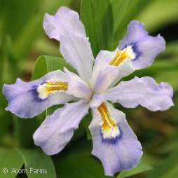 Perfect for moist sites. Blooms in late spring after the Siberian Iris varieties.