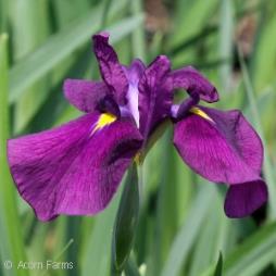 IRIS ENSATA (JAPANESE IRIS) Prized for their large, pastel-colored blooms, these iris are at home in wet areas, but