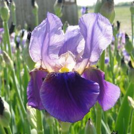 IRIS GERMANICA (BEARDED IRIS) This classic produces flowers in a wide range of colors.