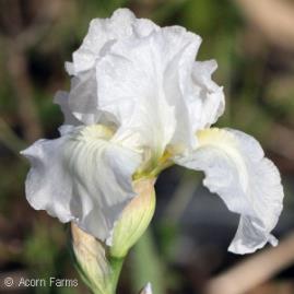 IMMORTALITY BEARDED IRIS Iris germanica Immortality Ht. 24-30 Wd.