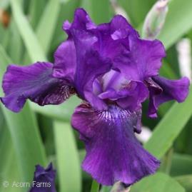 Strongly fragrant. The most consistent rebloom of all the reblooming iris.