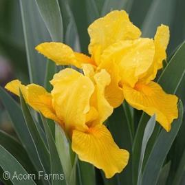 (#4513) (photo: Stuifbergen) IRIS PUMILA (MINIATURE BEARDED IRIS) Miniature Bearded Iris is distinguished by its single blooms and small