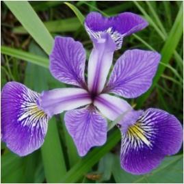 (#NEW) RUFFLED VELVET SIBERIAN IRIS Iris sibirica Ruffled Velvet Ht.