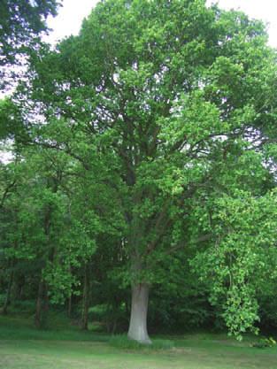 English Oak Quercus robur HEIGHT: 50-60 FLOWER: Inconspicuous SPREAD: 50-70 FRUIT: 1 to 2 acorn SHAPE: Broadly ovate to FOLIAGE: 3 to 5 lobes globose, medium texture.