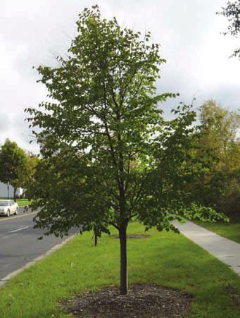 The trunk tends to be short with furrowed dark gray bark, and the crown is broad and open. Growth rate is slow to moderate, and it is moderately intolerant of shade.