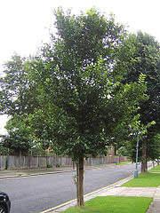 Homestead Hybrid Elm Ulmus Homestead HEIGHT: 50-60 FLOWER: Inconspicuous SPREAD: 35-40 FRUIT: ½ disc-shape, mature in spring SHAPE: Conical, becoming arching FOLIAGE: Dark green, yellow in fall with
