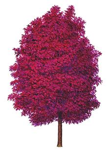 Crimson King Maple Height: 35-40 Spread: 25-35 Shape: Broadly oval, rounded Acer Crimson King Flower: Maroon-yellow Fruit: 2 samara Foliage: Purplish red leaf throughout summer, turns darker or brown