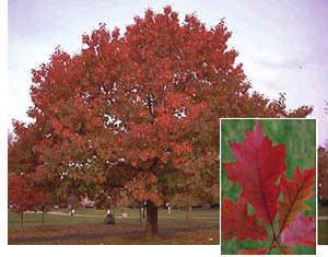 It has a strong, upright head with brilliant red foliage in spring, which matures to a dark green, turning golden-yellow in autumn.