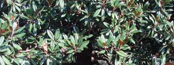 Southern Magnolia (Magnolia grandiflora).
