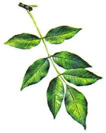 15. Green Ash (Frazinus pennsylvanica). It is a member of the olive family. The fall color is golden-yellow and one of the first trees to change color.