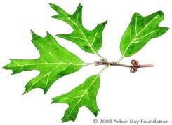 5. Southern Red Oak (Querrcus falcato).