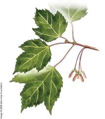 9. Red Maple (Acer rubrum).