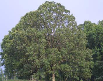 11. Post Oak (Quercus stetlata).