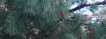 This is the largest pine in eastern North America reaching a height of 180+ feet.