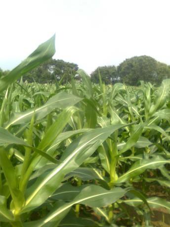 and quality would facilitate faster spread and popularization of specialty corn to different stake hold-ers.