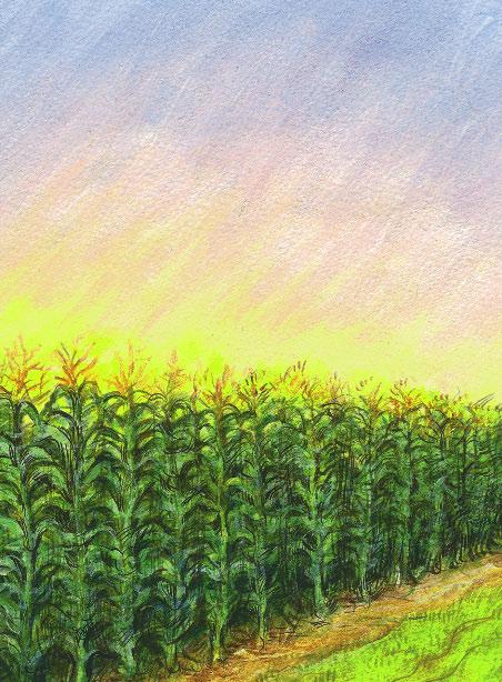 The cornfield stretches as far as you can see. Tall green stalks stand straight in perfect rows. Corn is one of America s most important products.
