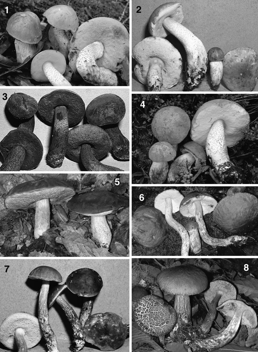 490 MYCOLOGIA FIGS. 1 8. Habits of Costa Rican Leccinum species. 1. L. andinum (Halling 8200). 2. L. cartagoense (Halling 7394). 3. L. eximium (Halling 7798). 4. L. monticola (Halling 8288). 5.