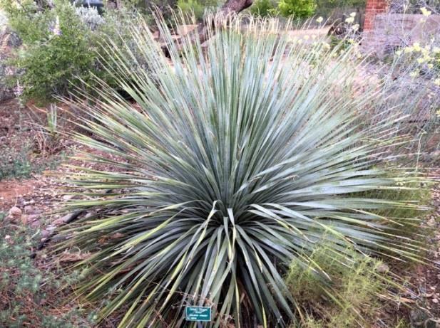 attract pollinators (insects, & either birds or bats), & attracted insects may attract insect-eating birds. Agave murphyi matures faster and blooms earlier than other agaves.