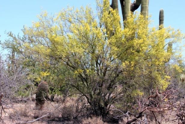 Blue palo verde, Parkinsonia florida 500 4000 ; Tree to 30 ; Moderate age; Winter & drought deciduous; low water use.