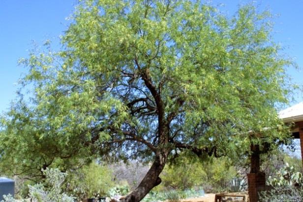 Figure 3: Foothills palo verde Screwbean mesquite, Prosopis pubenscens Tree to 15 20 found below 4000. Originally found along the Santa Cruz River.