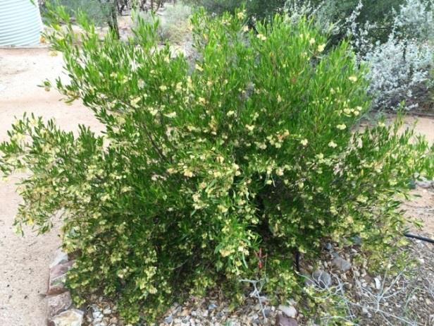 haematocarpa Prickly shrub to 5 ; red berries eaten by birds; attractive fragrance and holly-like leaves Figure 9: Quailbush Desert hackberry, Celtis pallida Shrub to 8 ; large, thorny shrub; one of