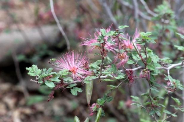 Fairy duster, Calliandra eriophylla Shrub to 3. Local to the Tucson area 1,000 5,000 ft elevation. Puffy, pink flower clusters attract hummingbirds; hosts butterfly larvae; tough local native.