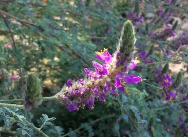 orcuttiana Shrub to 3 ; lavender flowers good nectar source; larvae host; most fragrant dalea, makes great tea; native to Baja California and Sonora Feather dalea, Dalea formosa Shrub to 2 ; larvae