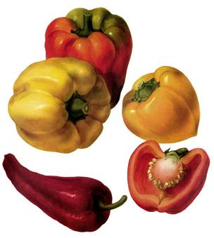 Pepper and chilli C apsicum annuum Longum and Grossum Groups Common name: Pepper and chilli, chilli pepper, capsicum Type: Annual Climate: Tender, warm-temperate glasshouse Size: Between 10in 3 1 4ft