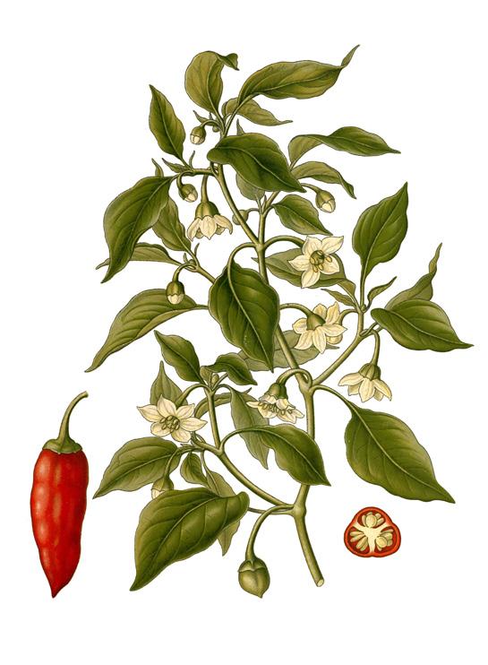 BC. They were introduced to South Asia in the 1500s and have come to dominate the world spice trade. India is now the largest producer of chillies in the world.