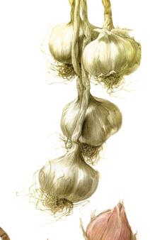 Garlic A llium sativum up and storing them in a frost-free, dry place. They will store for 6 months or more.