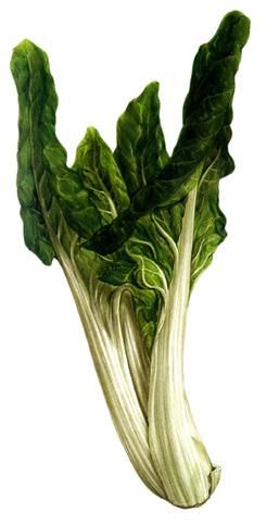 Annual Climate: Half-hardy, mild winter Size: 14in (35cm) Origin: Sicily History: Swiss chard does not, as its name suggests, originate in Switzerland but was named by the Swiss botanist Koch in the