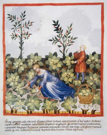 Just to complicate things further, there is perpetual below: This historic, colorful illustration, dated pre-1400 from the Tacuinum Sanitatis, a medieval health handbook, depicts a woman harvesting