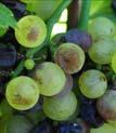 Texture of grape tannins Suppleness/degree of polymerization 3. Seed ripeness 4.