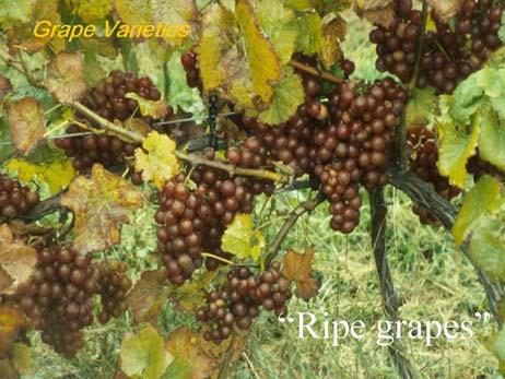 The Wine is made in the Vineyard Objective: Produce best wine possible with a particular crop of fruit Understanding annual growing season variability Berry Ripening Stages: