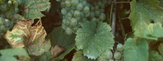 To obtain a desired characteristic aroma or flavor in the wine, it must be present in the grapes at the time