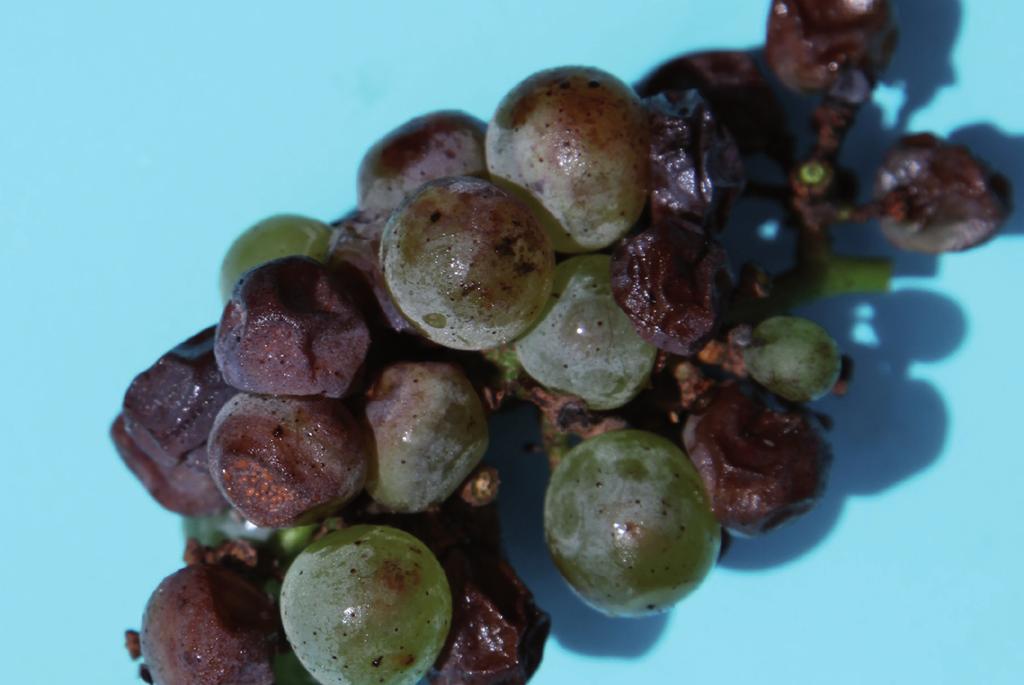 Unlike many of the other non-botrytis bunch rots, ripe rot seems to occur more frequently in open canopies, particularly in association with sunburn.