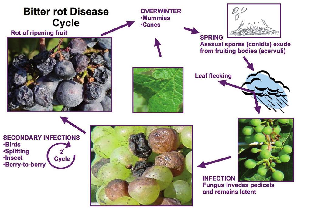 The diseases Q5: How do I get non-botrytis rots in my vineyard? Most of the fruit rotting diseases are caused by fungi. Fungi produce many spores, which can be dispersed by wind, dust and rain.