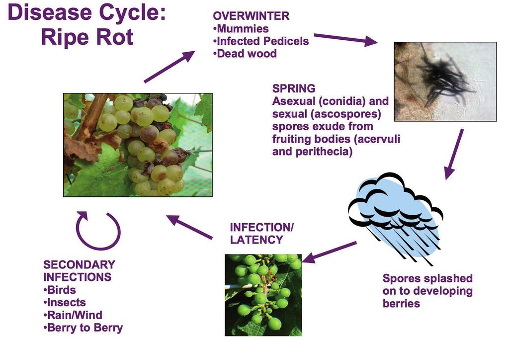 The diseases can carry over from the previous season on mummified berries, dead wood, bark, canes and spurs, vineyard debris and decaying vegetation or in the soil.