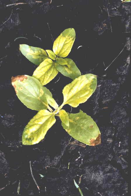 Figure 1. Sunflower seedlings affected by downy mildew, displaying typical chlorosis in leaves colonized by fungus.