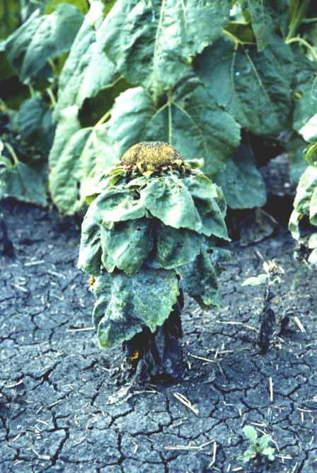Downy mildew affected sunflower plant showing extreme stunting Downy Mildew Resistance- Race 300 % Susceptible Plants 100