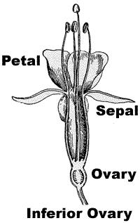 Lesson One - Page 3 Some flowers have a SUPERIOR OVARY. The OVARY is above the junction point of the petals. Below you can see the difference between SUPERIOR and INFERIOR OVARIES. L. H.