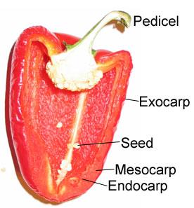 The EXOCARP or EPIDERMIS, noted above is the outer layer of the PERICARP.