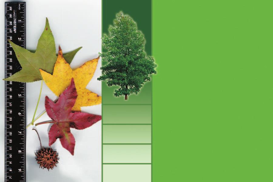 Sweetgum (Liquidambar styraciflua) Tall, fast-growing tree to 100 ft. or more. Starry leaves make dense shade. County wide. 5-lobed, about 5-7 inches long and wide.