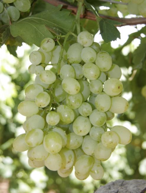 Developments in the Australian Table Grape Breeding Program