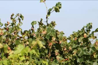 mildew and botrytis in unsprayed site,