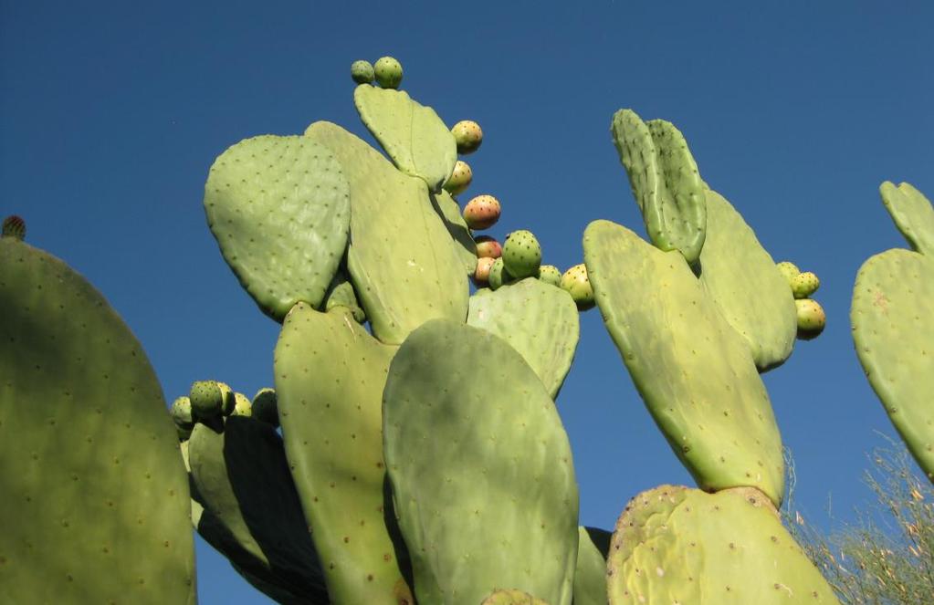 Opuntia ficus-indica Indian Fig Prickly Pear 12 x 18 feet Full reflected sun