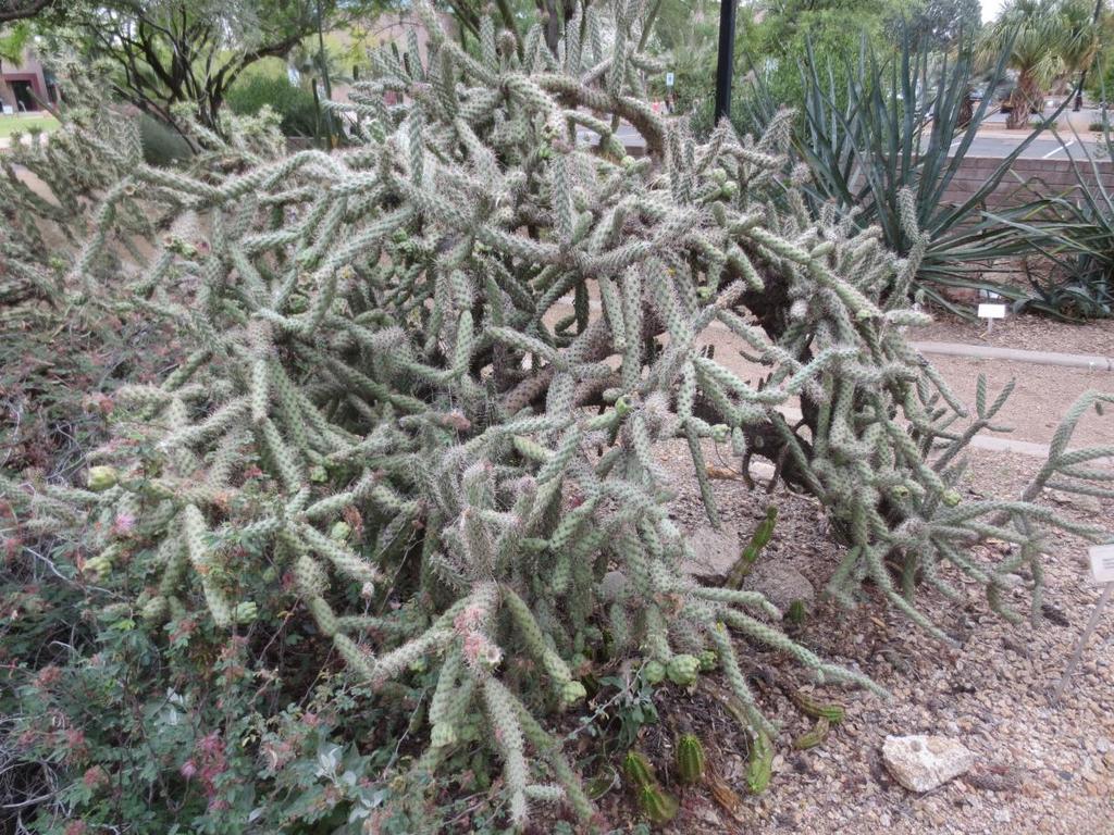 Cylindropuntia versicolor Staghorn Cholla 5 x 8 feet Partial to full sun Hardy to 32 F Minimal pruning Moderate growth rate Low