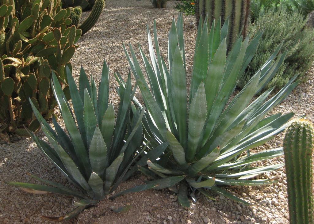 Agave murpheyi Murphy's Agave 3 x 3 feet Full sun Hardy to 15 F No pruning needed Moderate growth rate Very low